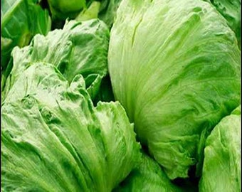 Lettuce Crisphead Iceberg Vegetable Seeds (Lactuca sativa) 50+Seeds