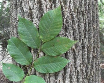 American White Ash Tree Seeds (Fraxinus americana) 25+Seeds