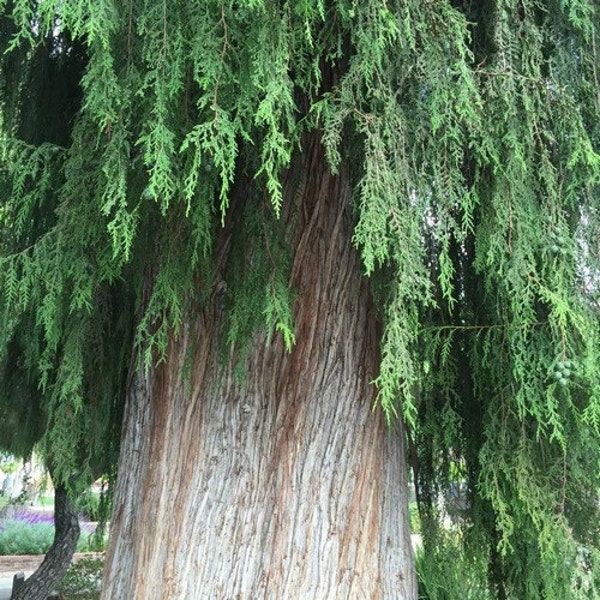 Chinese Weeping Cypress Tree Seeds ( Cupressus funebri ) 20+Seeds