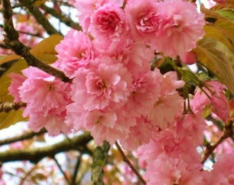 Japanese Flowering Cherry Tree Seeds (Prunus serrulata) 10+Seeds