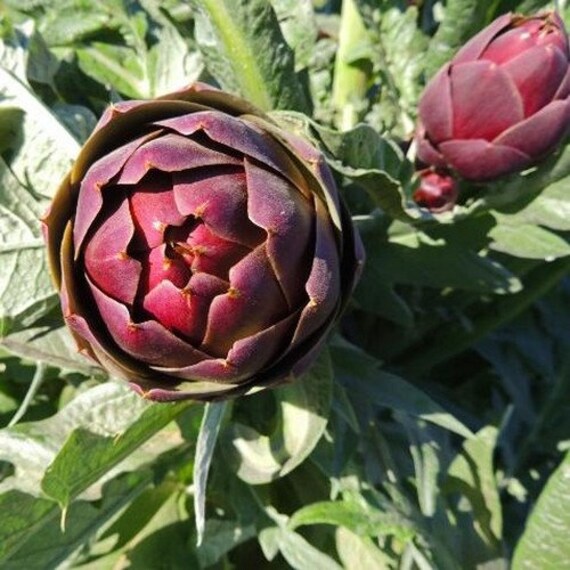 Artichoke Purple Romagna Vegetable Seeds (cynara Scolymus) 20+seeds - Etsy