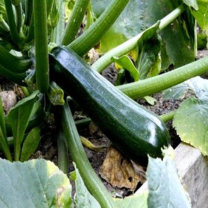 Zucchini Squash Black Beauty Vegetable Seeds (Cucurbita pepo) 15+Seeds image 2