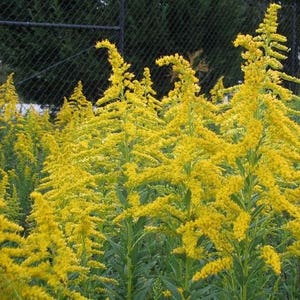 Goldenrod Wildflower Seeds (Solidago) 100+Seeds