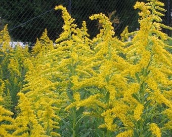 Goldenrod Wildflower Seeds (Solidago) 100+Seeds