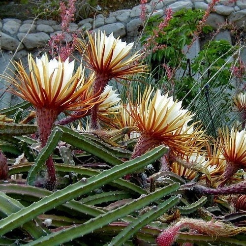 Queen of the Night Cactus Seeds (selenicereus Grandiflorus) 20+seeds - Etsy