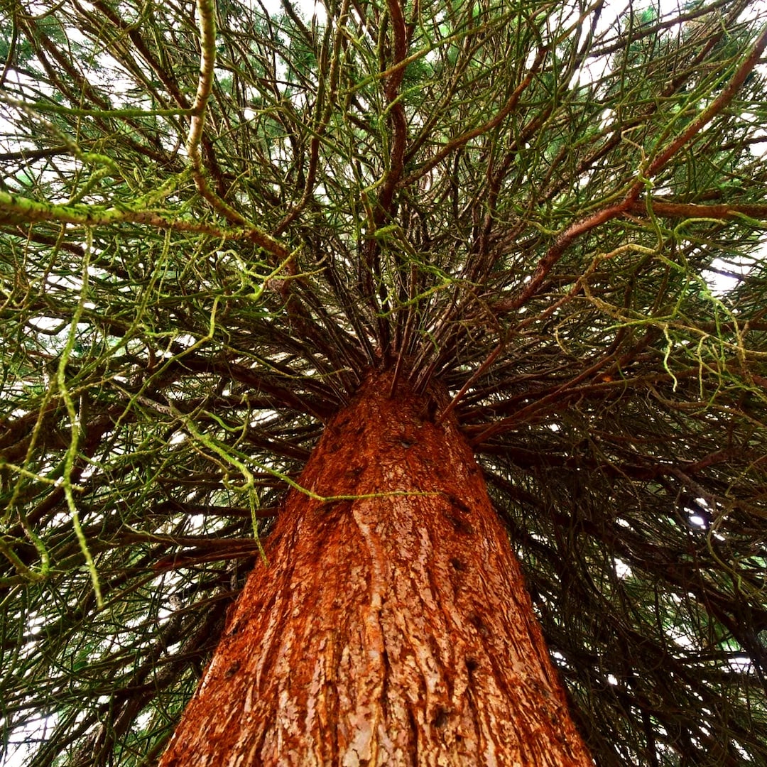 Giant Sequoia Tree Seeds (sequoiadendron Giganteum) 15+seeds - Etsy