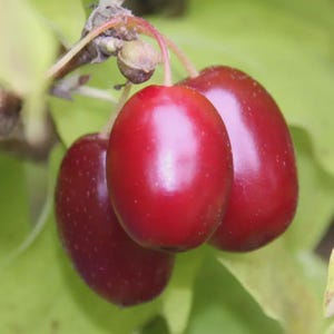 Cornelian Cherry Tree Seeds (Cornus mascula) 10+Seeds