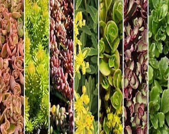 Sedum Mix Succulent Seeds (Roof Garden Mix) 100+Seeds