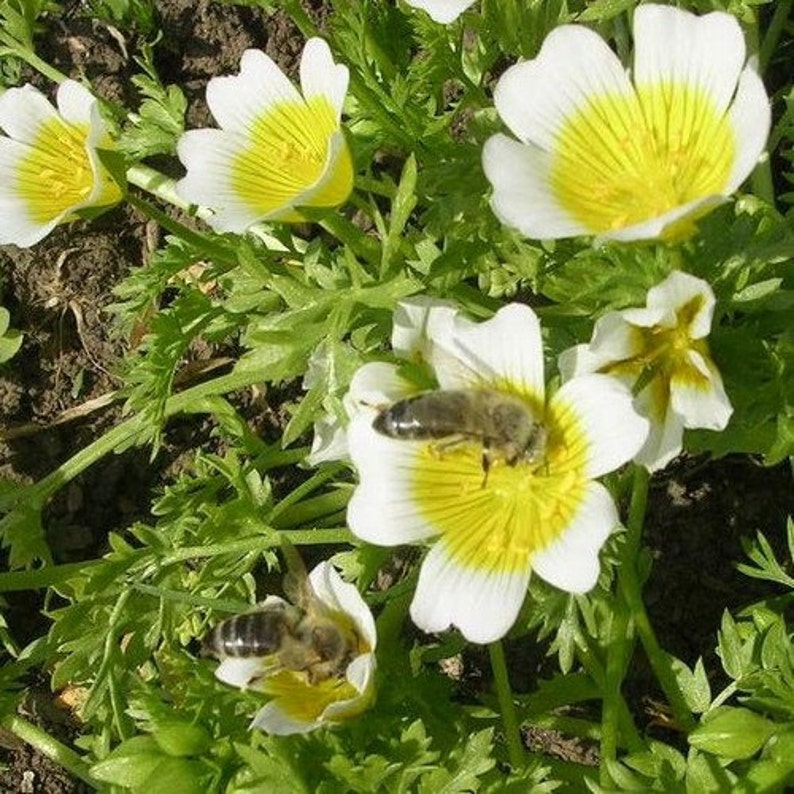 Poached Egg Plant Seeds limnanthes Douglasii 50seeds Etsy