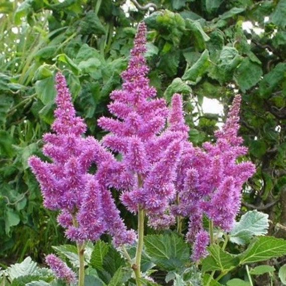 100 Astilbe Seeds Bunter Seeds Garden Starts