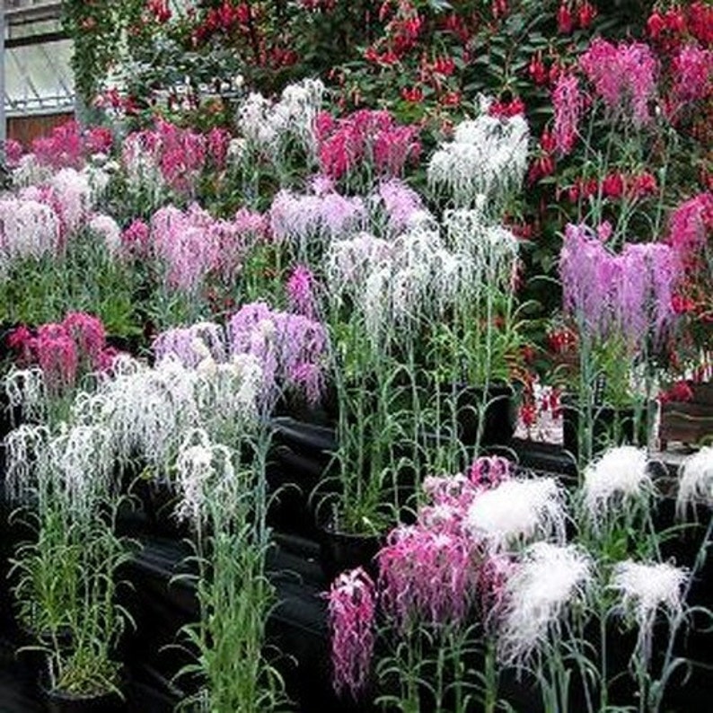 Dianthus Spooky Mix Flower Seeds Dianthus Superbus 100Seeds image 2