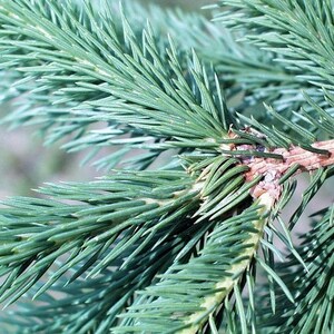 Norway Spruce Tree Seeds Picea abies 20Seeds image 3
