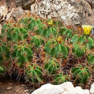Clustering Barrel Cactus Seeds Ferocactus robustus 20Seeds image 1