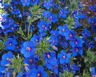 Blue Pimpernel Ground Cover Seeds (Anagallis Arvensis) 200+Seeds