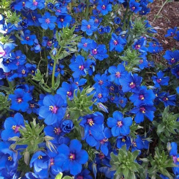 Blue Pimpernel Ground Cover Seeds (Anagallis Arvensis) 200+Seeds