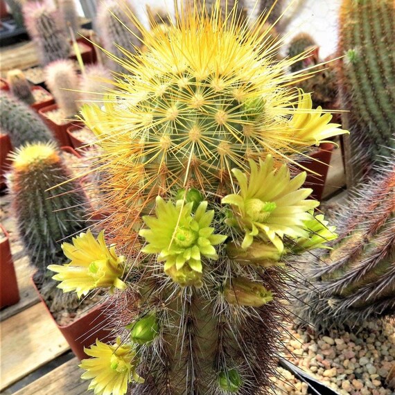 サボテン　Echinocereus triglochidiatus SB753　② ☆多肉植物☆サボテン☆Echinocereus viridiflorus ×E