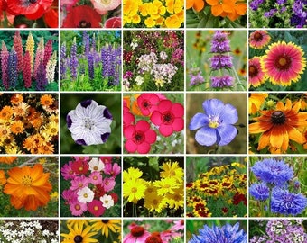 Wildflower Southeast Mix Seeds (7g+Seeds)