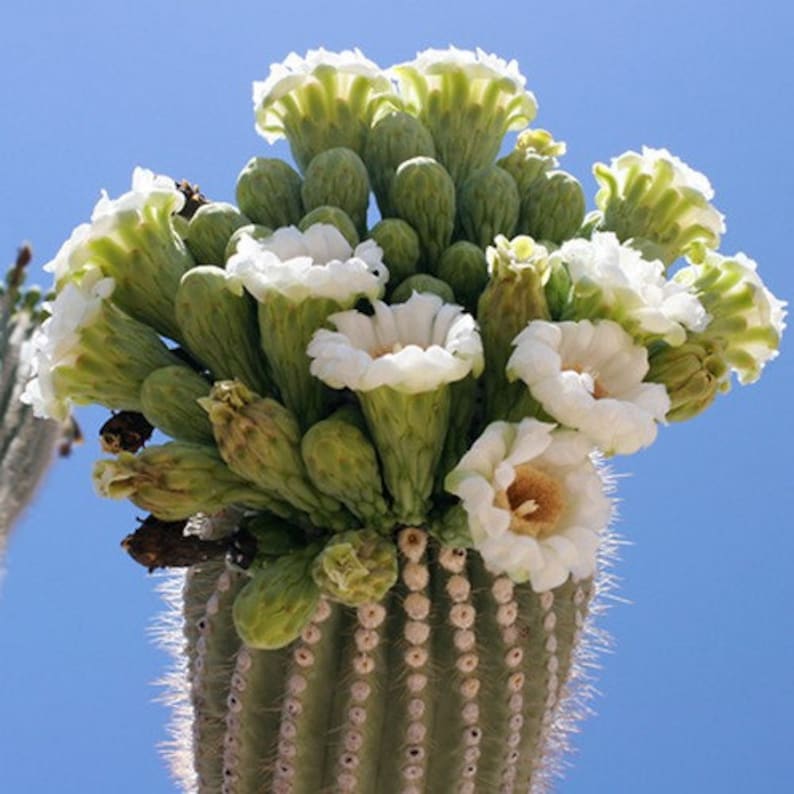 Giant Saguaro Cactus Seeds Carnegiea gigantea 25Seeds image 2