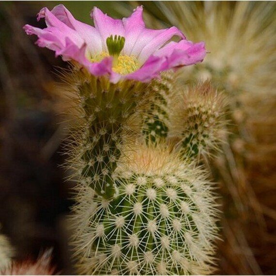 Webster's Hedgehog Cactus Seeds (echinocereus Websterianus) 20+seeds - Etsy