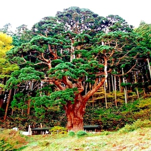 Japanese Red Cedar Tree Seeds (Cryptomeria japonica) 50+Seeds