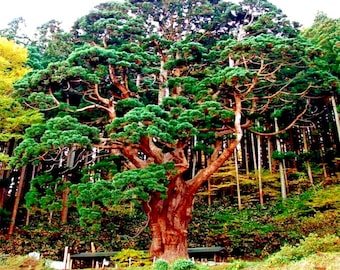 Semillas de cedro rojo japonés (Cryptomeria japonica): más de 50 semillas