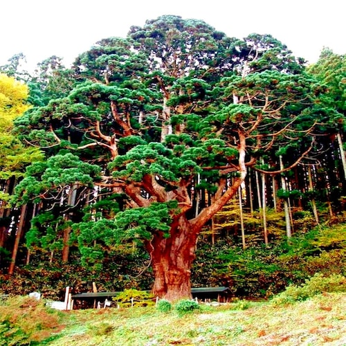 Japanese Red Cedar Tree Seeds (cryptomeria Japonica) 50+seeds - Etsy