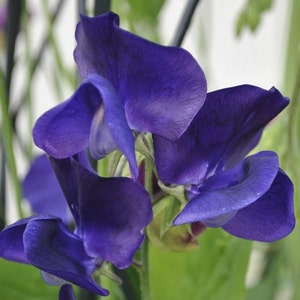 Sweet Pea Royal Navy Blue Flower Seeds Lathyrus Odoratus 25Seeds image 1