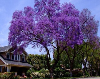 Royal Empress Tree Seeds (Paulownia tomentosa) 50+Seeds