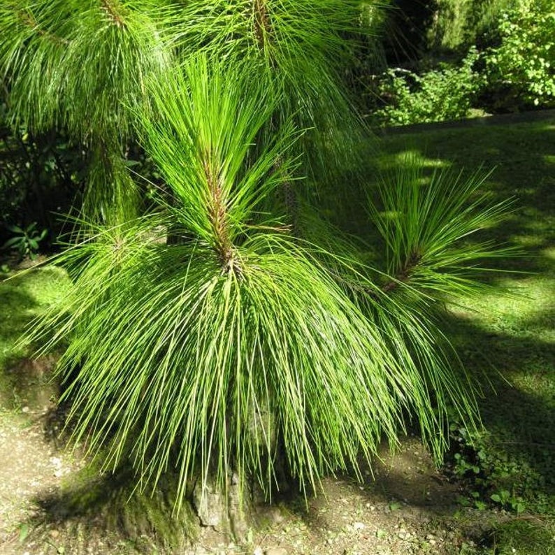 Yunnan Pine Tree Seeds Pinus yunnanensis 30Seeds image 1