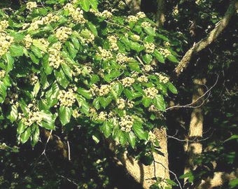 Japanese Raisin Tree Seeds (Hovenia dulcis) 15+Seeds - Etsy 日本