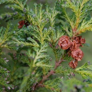 Japanese False Cypress Tree Seeds Chamaecyparis pisifera 50Seeds image 2