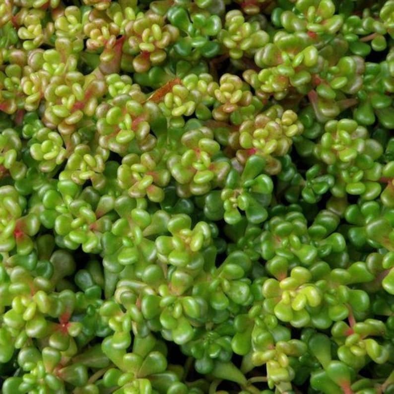 Sedum Oregon Stonecrop Succulent Seeds Sedum Oreganum 50Seeds image 2