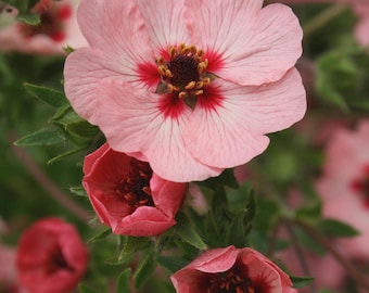 Cinquefoil Miss Willmott Flower Seeds (Potentilla Nepalensis) 50+Seeds