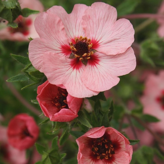 Cinquefoil Miss Willmott Flower Seeds (potentilla Nepalensis) 50+