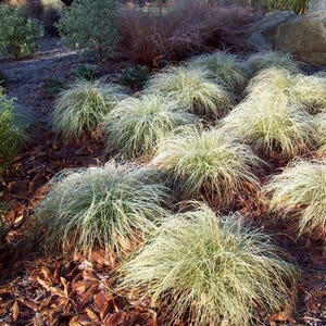 Carex Frosted Curls Ornamental Grass Seeds Carex comans 20Seeds image 2