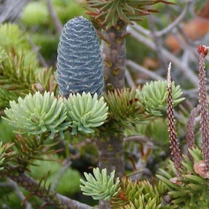 Balsam Fir Tree Seeds (Abies balsamea) 25+Seeds