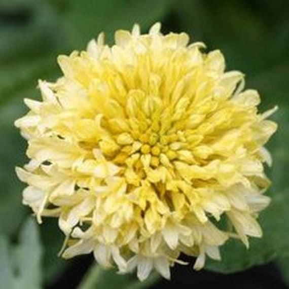 Gaillardia sundance hotsell