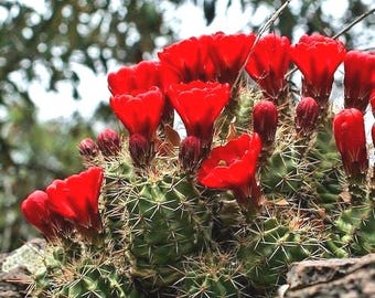 Scarlet Hedgehog Cactus Seeds (echinocereus Coccineus) 25+seeds - Etsy