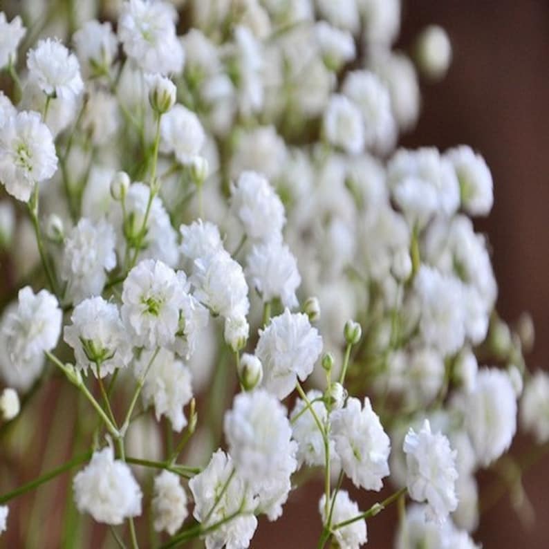 Babys Breath Flower Seeds Gypsophila Elegans 200Seeds Etsy