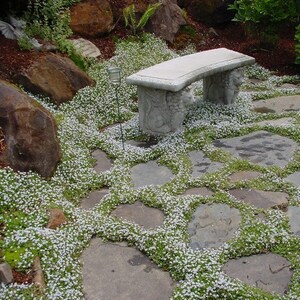 Snow in Summer Flower Seeds Cerastium Tomentosum 200Seeds afbeelding 1