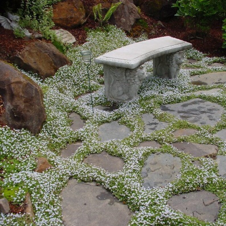 Snow in Summer Flower Seeds Cerastium Tomentosum 200Seeds image 1