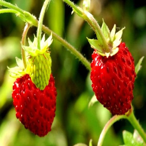 Wild Strawberry Seeds (fragaria Vesca Baron Solemacher) 100+seeds - Etsy