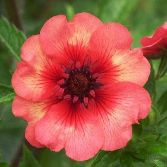 Semi Di Wicca Miss Willmott – Lathyrus Grandiflora, Annuale, Confezione Thompson & Morgan
