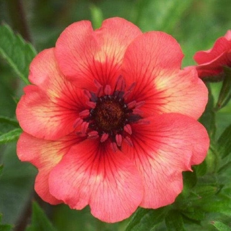 Cinquefoil Miss Willmott Flower Seeds Potentilla Nepalensis 50Seeds image 3