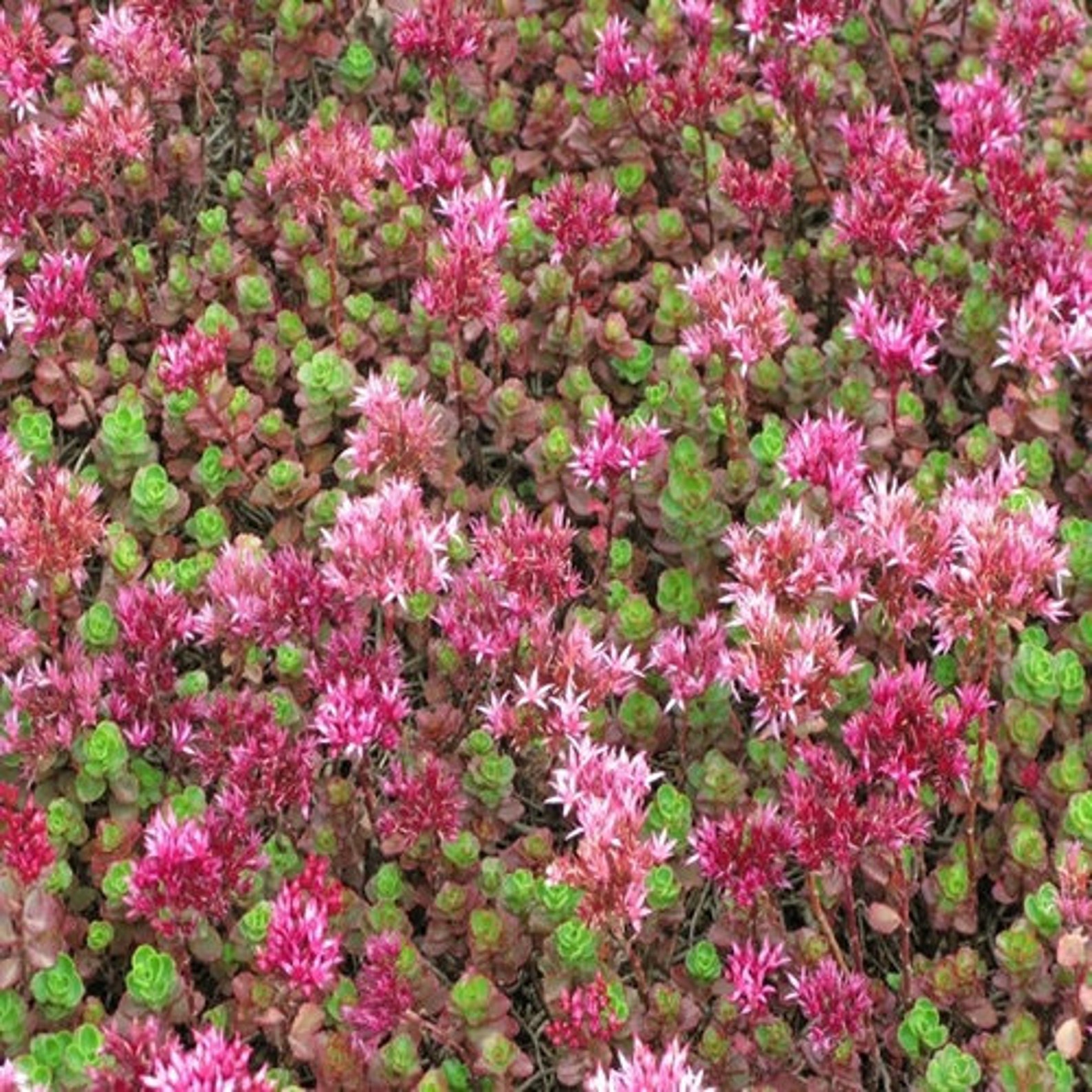 Sedum Purple Carpet Succulent Seeds spurium Coccineum Etsy