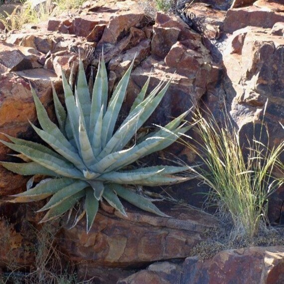 Agave Golden Flowered Century Plant Seeds (agave Chrysantha) 20+seeds -  Etsy Israel