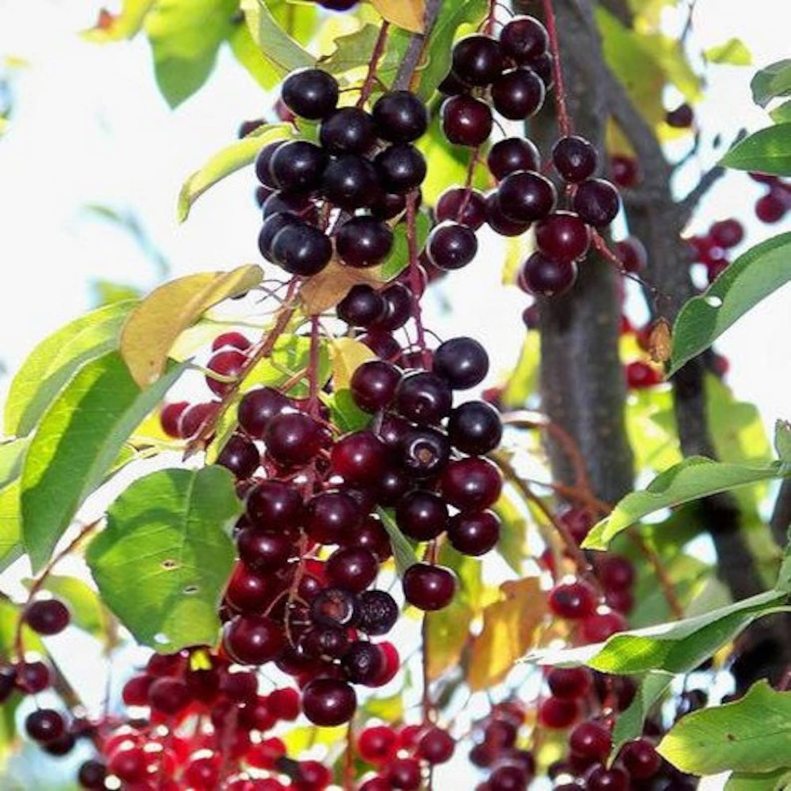 Chokecherry Tree Seeds prunus Virginiana 25seeds Etsy