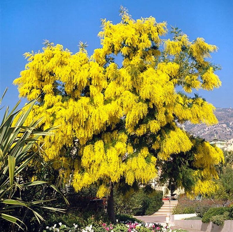 Silver Wattle Mimosa Tree Seeds Acacia dealbata 30Seeds image 1