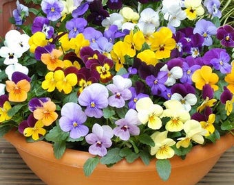 Viola Bambini Mix Flower Seeds (Viola Cornuta) 50+Seeds