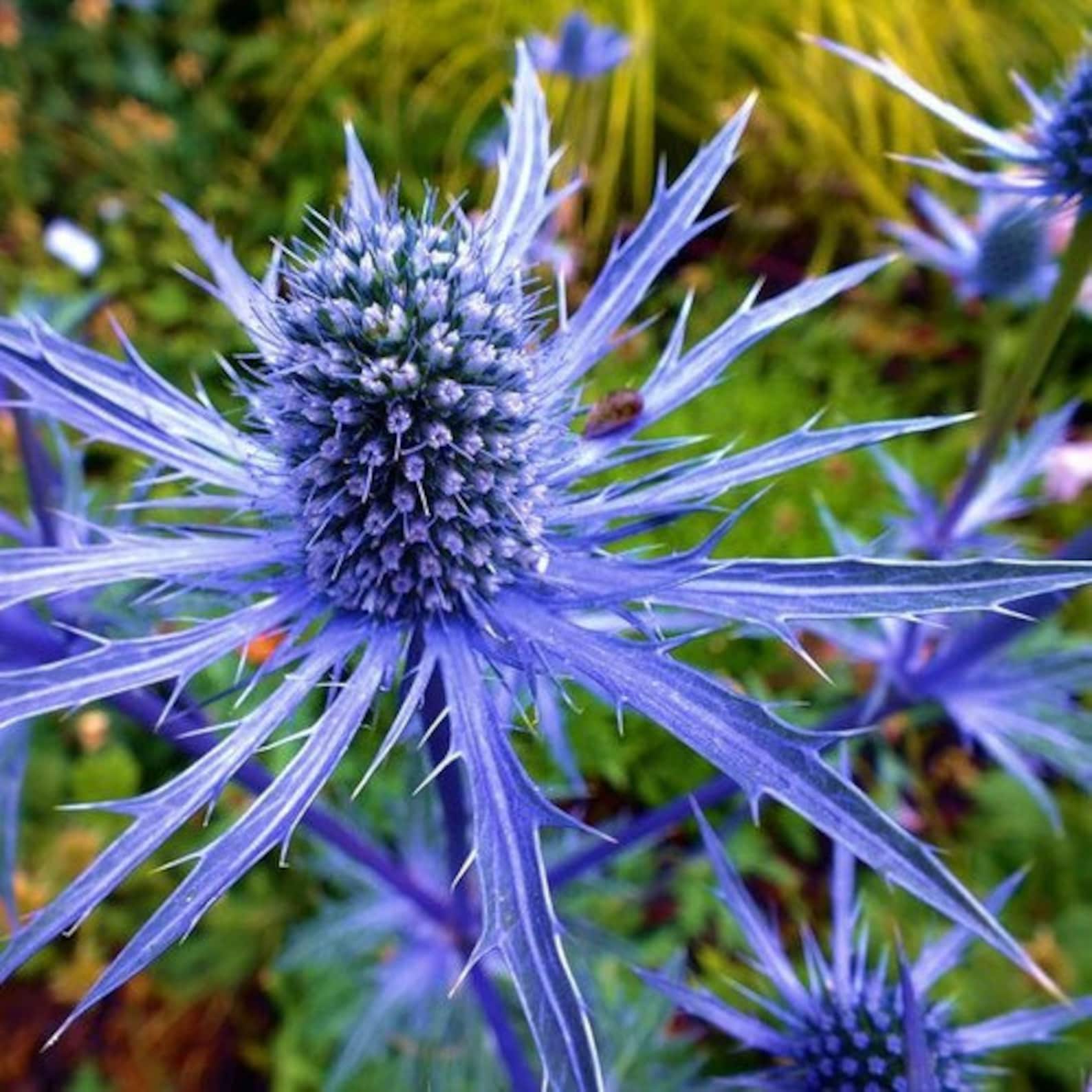 Sea Holly Blue Flower Seeds eryngium Planum 200seeds Etsy